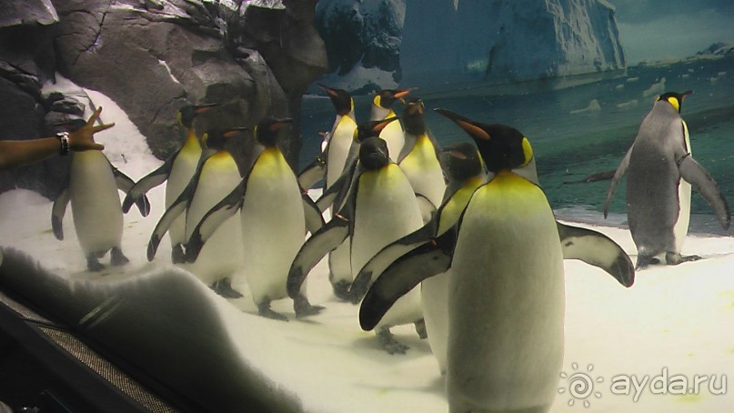 Сингапур-Австралия.