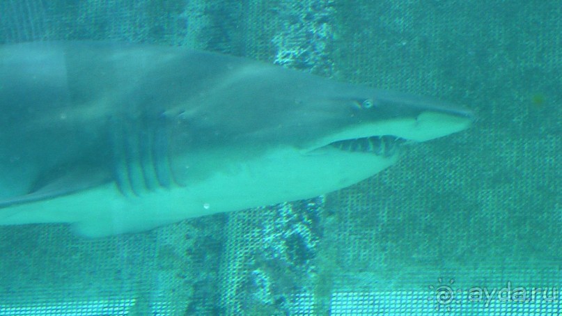 Сингапур-Австралия.