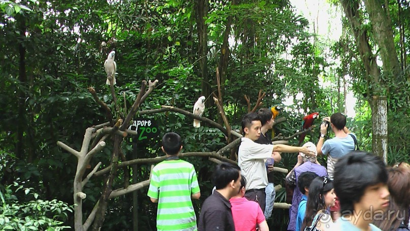 Сингапур-Австралия.