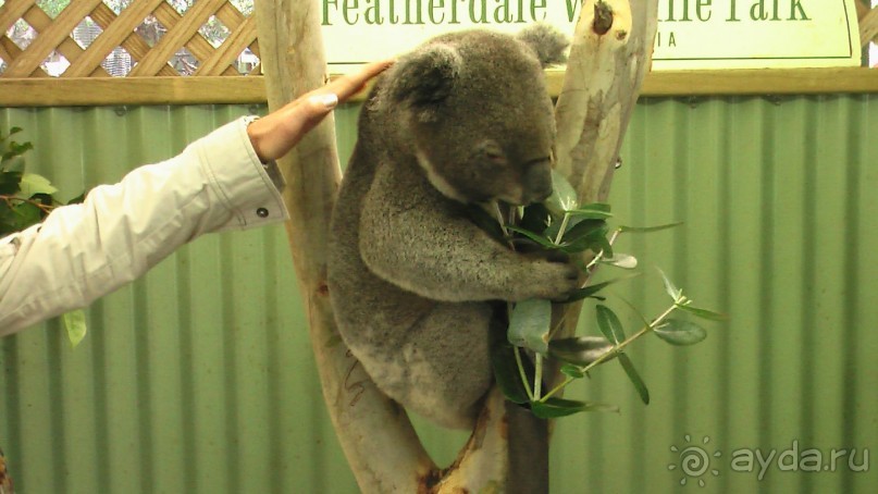 Сингапур-Австралия.