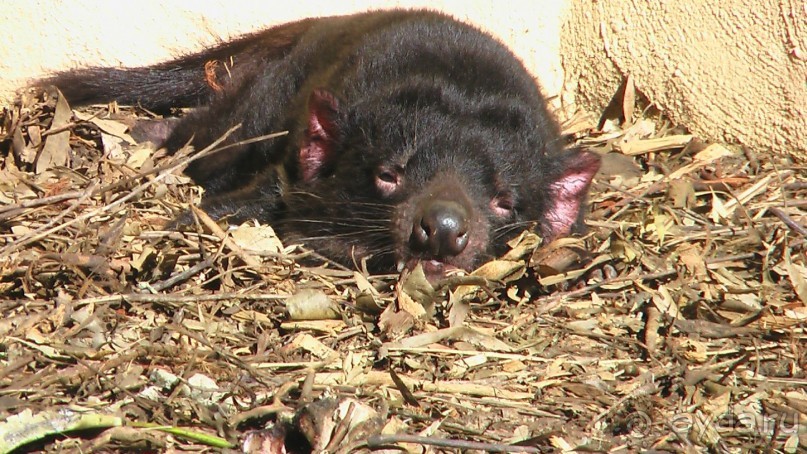 Сингапур-Австралия.