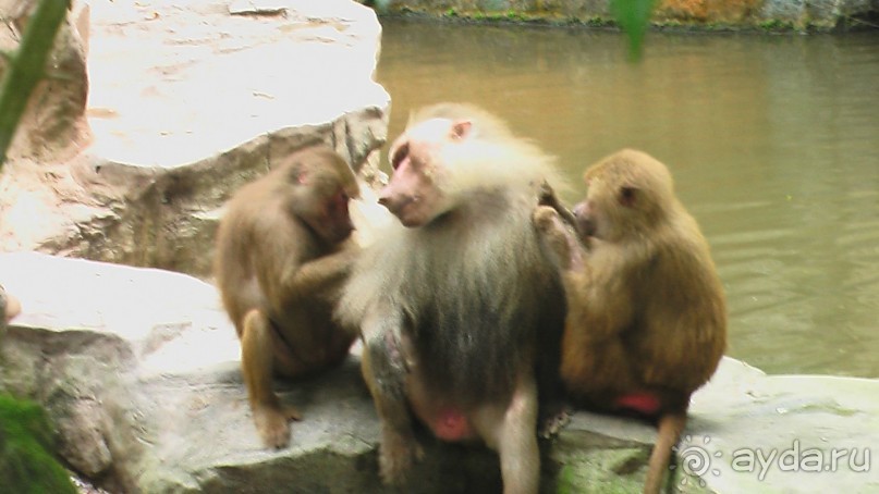 Сингапур-Австралия.