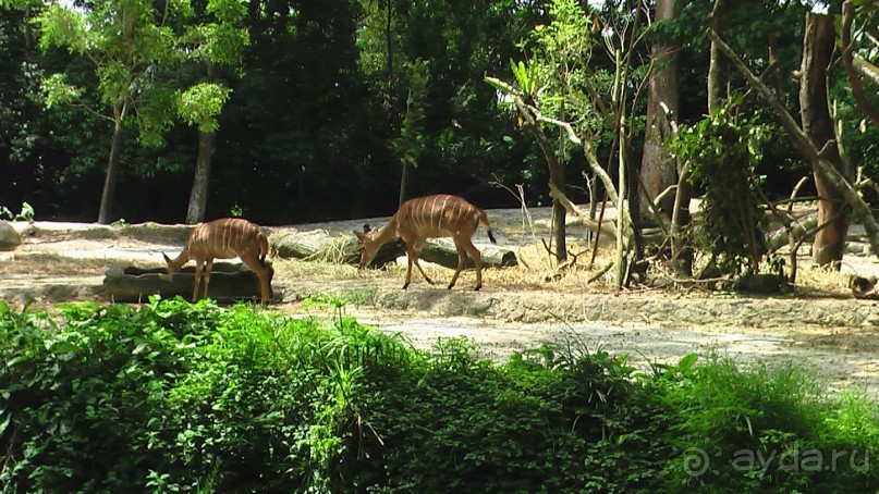 Сингапур-Австралия.