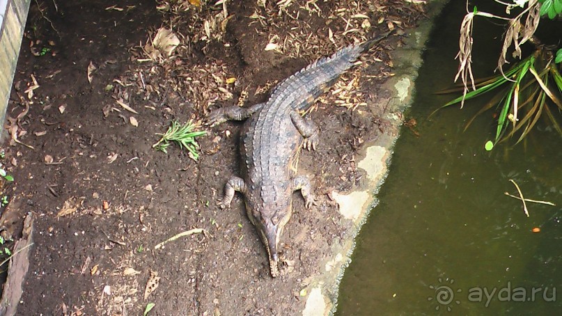 Сингапур-Австралия.