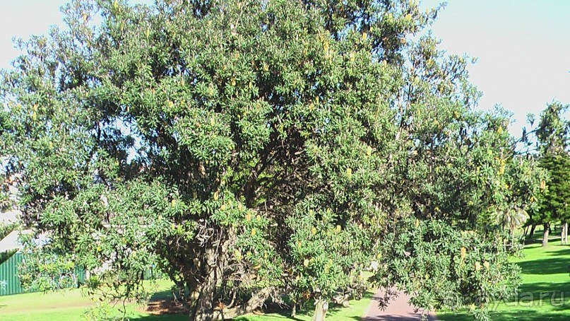 Сингапур-Австралия.