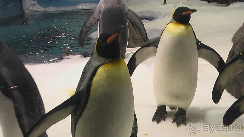 Сингапур-Австралия.