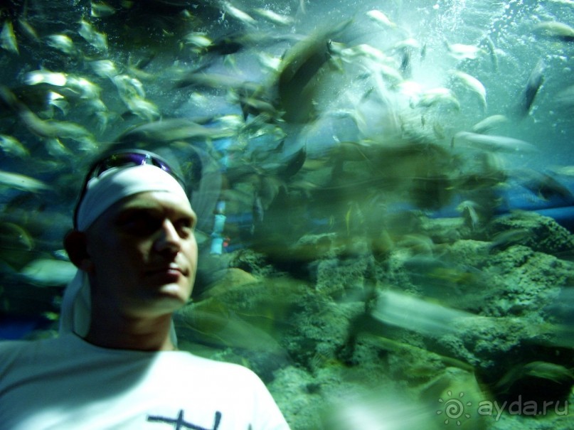 фото Золотой мустанг