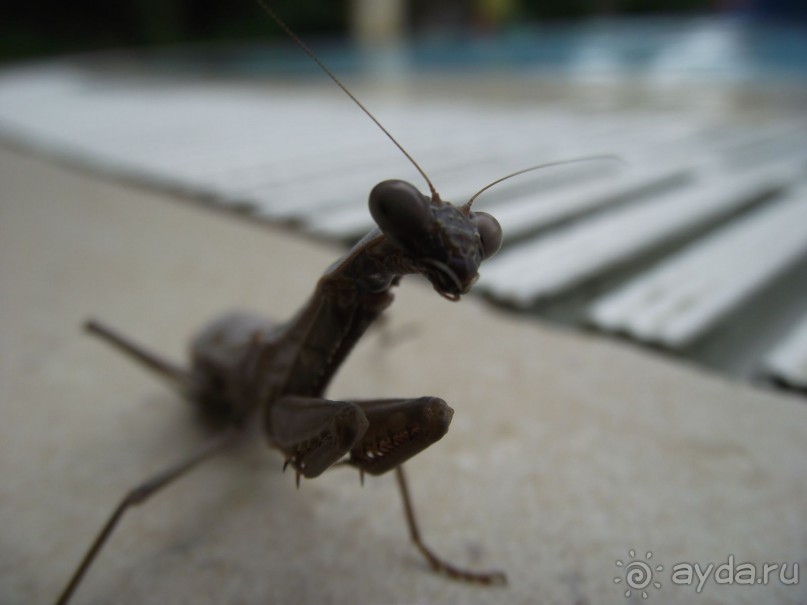 Объективно  об Astor Beach Hote