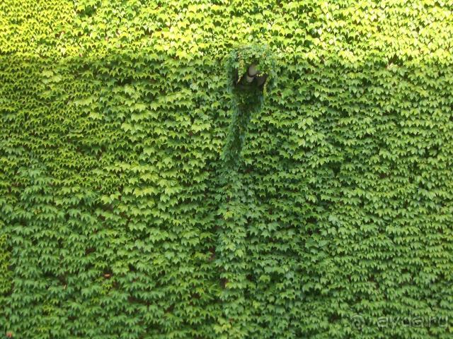 фото Жемчужина