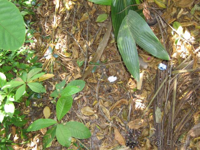 Meedhupparu island resort не могу кому-то рекомендовать положительно!