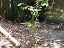 Meedhupparu island resort не могу кому-то рекомендовать положительно!