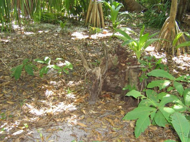 Meedhupparu island resort не могу кому-то рекомендовать положительно!