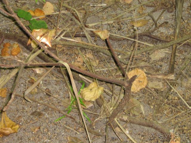 фото Adaaran Select Meedhupparu 