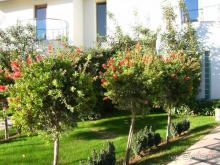 фото Cornelia Diamond Golf Resort & SPA