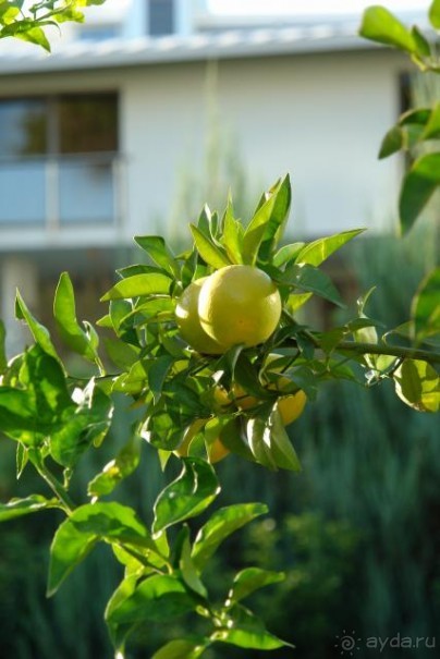 фото Yasmine Beach