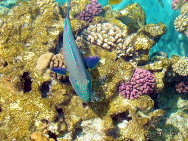 Шарм осенью 2010