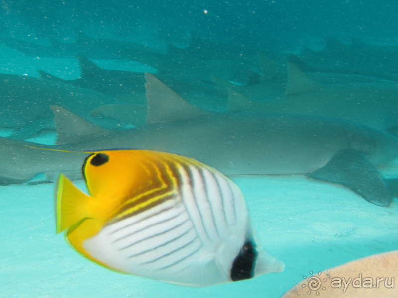 фото Pearl River Garden Hotel