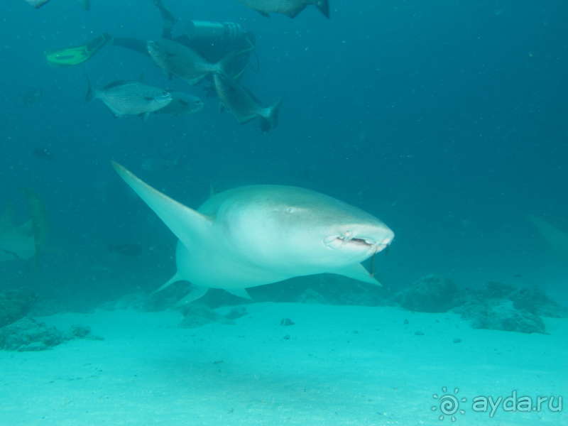 фото Pearl River Garden Hotel