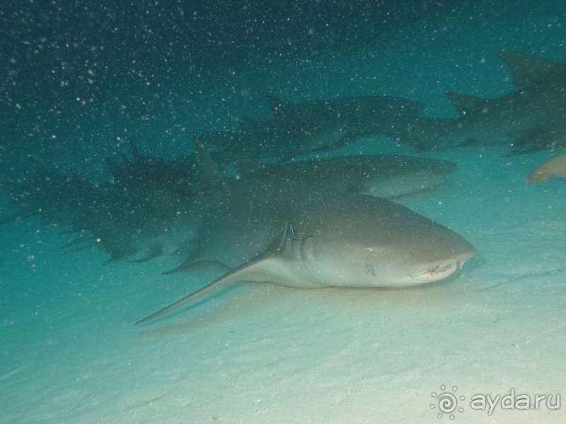 фото Pearl River Garden Hotel