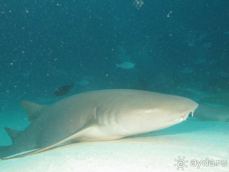 фото Pearl River Garden Hotel