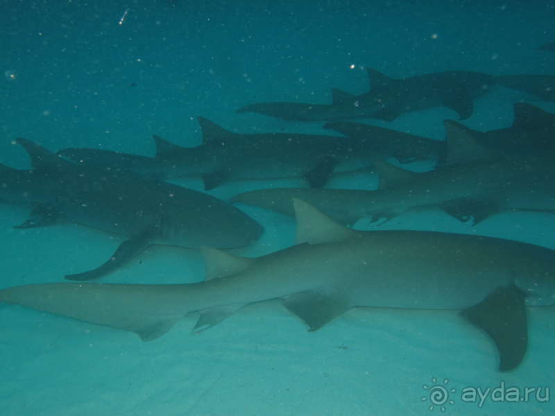 фото Pearl River Garden Hotel