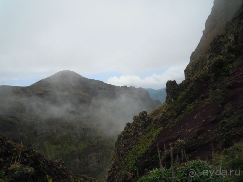 фото Royal Orchid