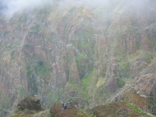 фото Royal Orchid