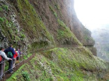 фото Royal Orchid