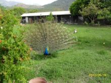 территория