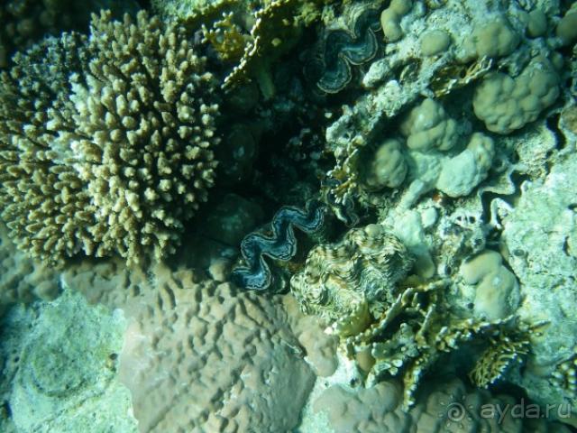 фото The Central Palace