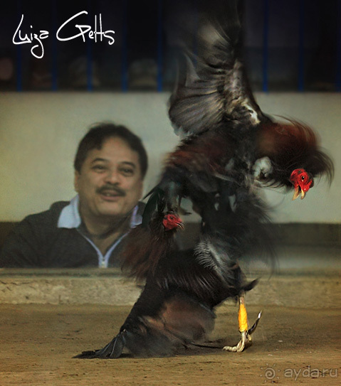 Петушиные бои на Филиппинах