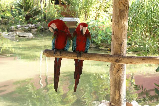 фото Bavaro Princess