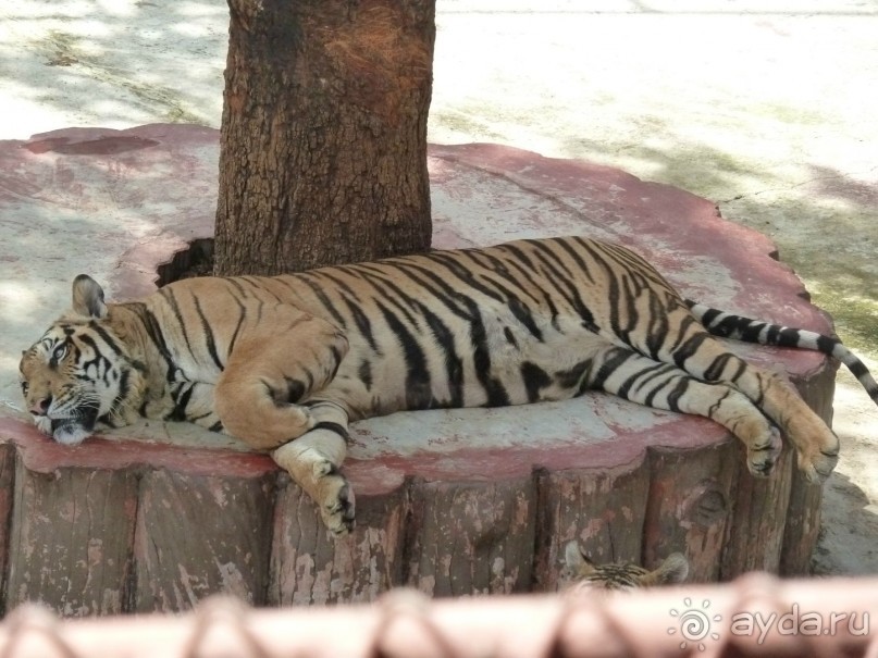 фото Jomtien Palm Beach