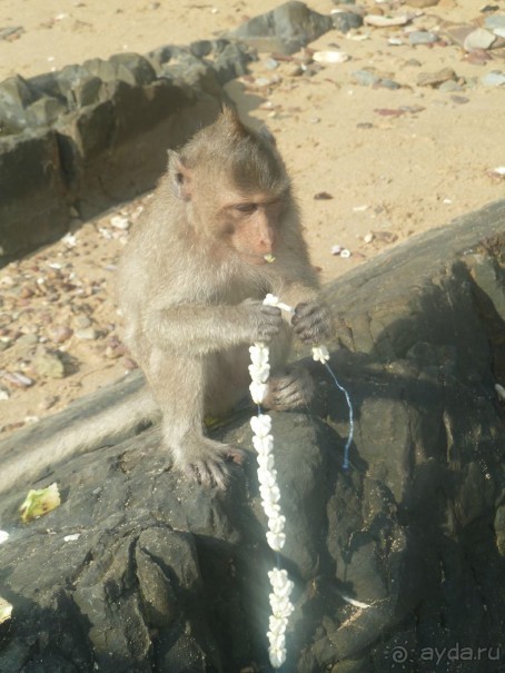 фото Jomtien Palm Beach