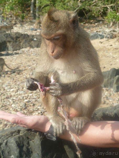 фото Jomtien Palm Beach