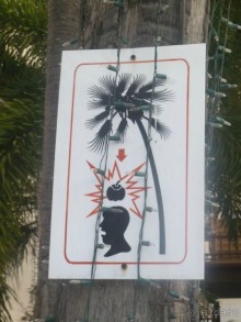 Осторожно- не ложись под пальмой, кокосы падают на голову!