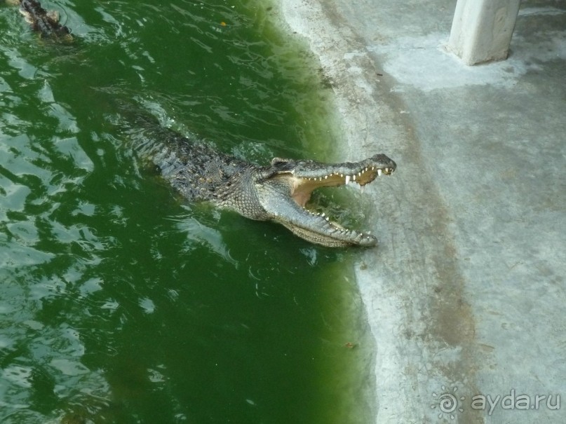 крокодилы ловят курицу..