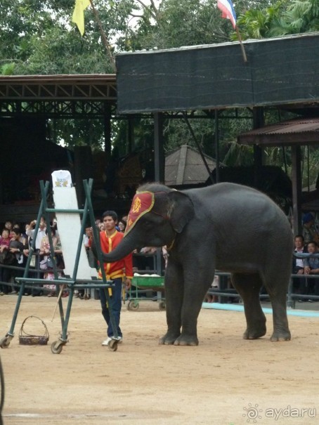 Шоу слонов