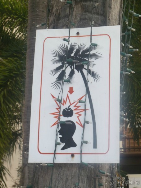 Осторожно- не ложись под пальмой, кокосы падают на голову!