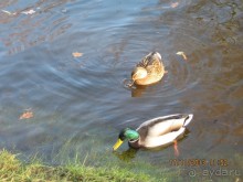 ДЕНЬ  РОЖДЕНИЯ  В  РИГЕ