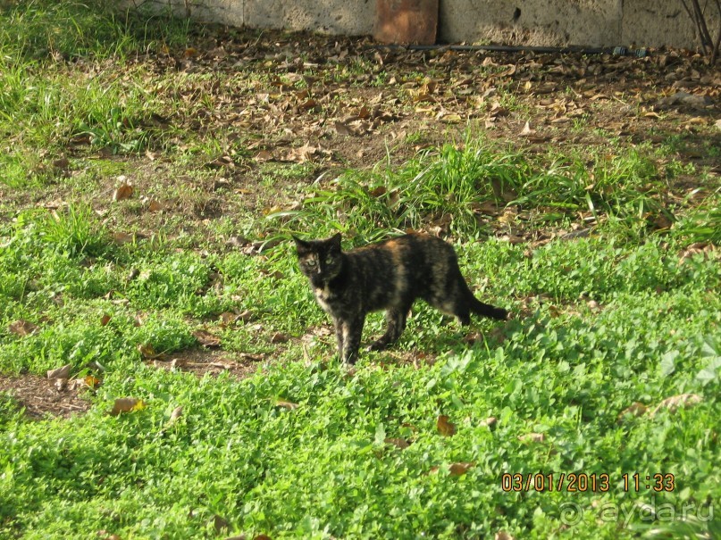 Новый год в Афинах – да или нет?