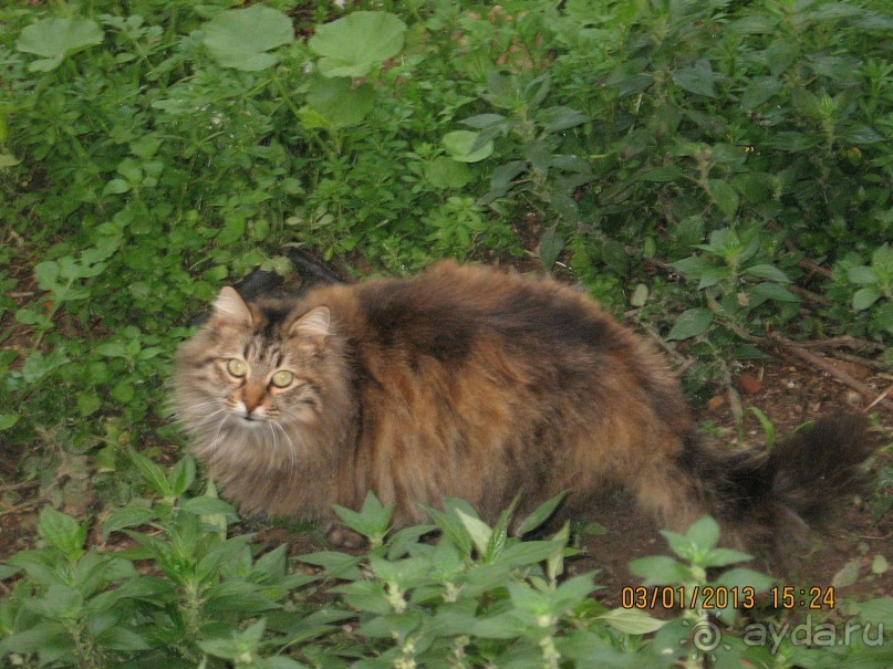 Новый год в Афинах – да или нет?