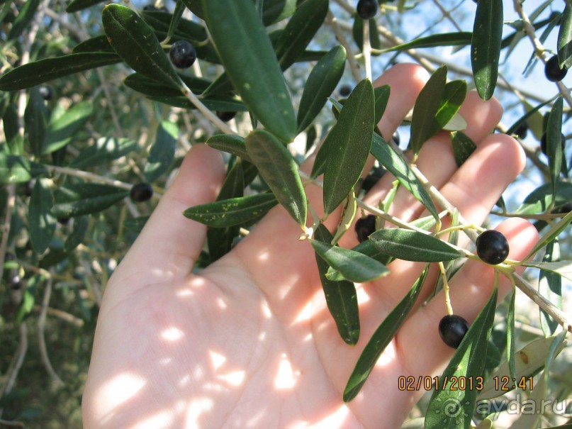 Новый год в Афинах – да или нет?