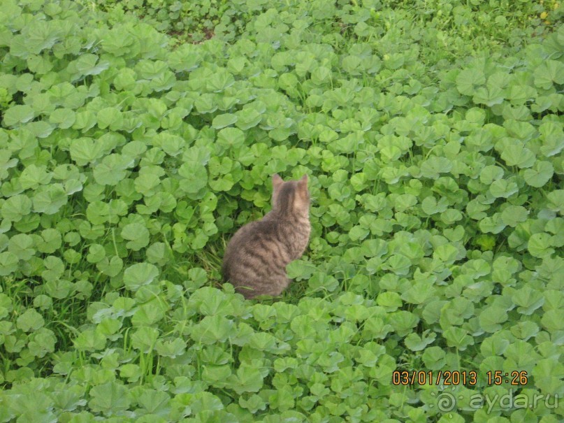 Новый год в Афинах – да или нет?