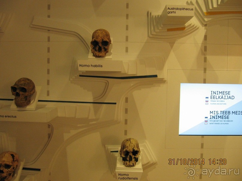 НОВАЯ ПОЕЗДКА В ТАЛЛИН, НА ЭТОТ РАЗ УВЛЕКАТЕЛЬНАЯ