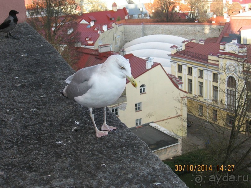 НОВАЯ ПОЕЗДКА В ТАЛЛИН, НА ЭТОТ РАЗ УВЛЕКАТЕЛЬНАЯ