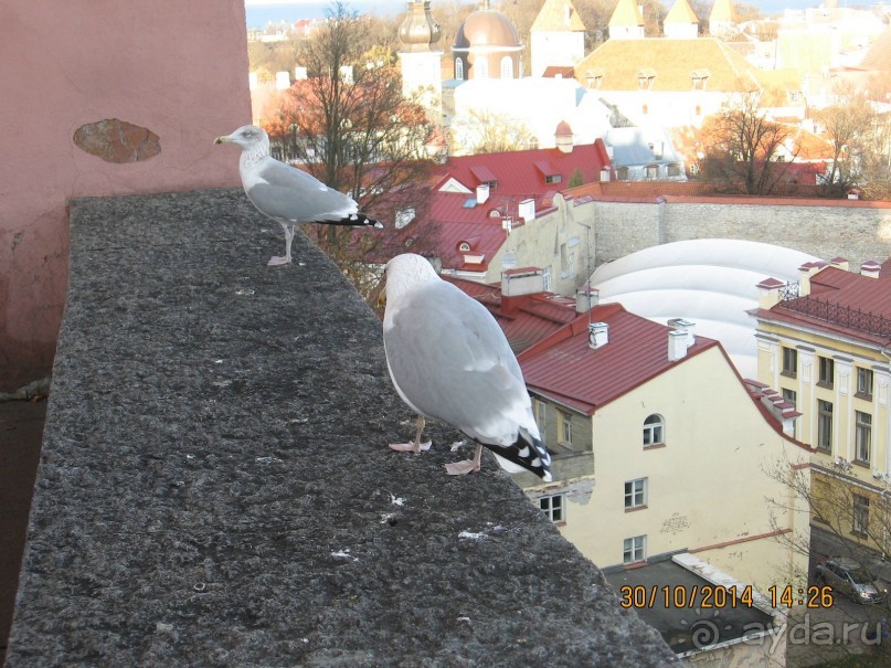 НОВАЯ ПОЕЗДКА В ТАЛЛИН, НА ЭТОТ РАЗ УВЛЕКАТЕЛЬНАЯ