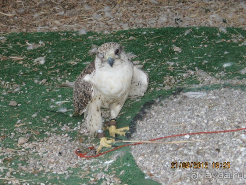 Увлекательно-развлекательная Майорка
