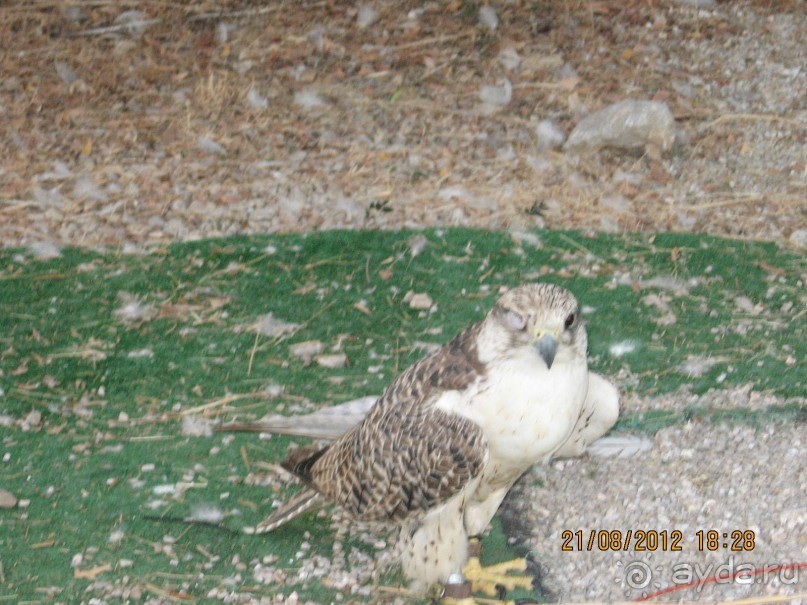 Увлекательно-развлекательная Майорка