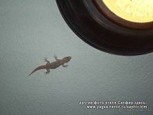 фото AzuLine Hotel Bergantin